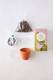 The mixed bag includes strawberry hedgehog. Cactus Grow Kit Grow Kit Cactus Flower Cactus