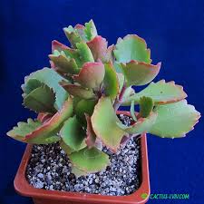 Image result for Kalanchoe brachyloba
