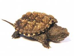 Baby alligator snapping turtle for sale. Florida Snapping Turtle For Sale Reptiles For Sale