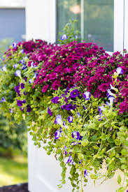 Maybe you would like to learn more about one of these? Burgundy And Purple Fall Flower Boxes The Lilypad Cottage
