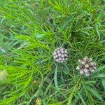 Image result for Athroisma