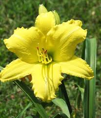 We did not find results for: Splashy Big Yellow Daylilies Day Lilies Lily Plants Lily Seeds