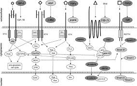 Ima wa mada osananajimi no imouto desu kedo. Dysregulation Of Growth Factor Signaling In Human Hepatocellular Carcinoma Oncogene