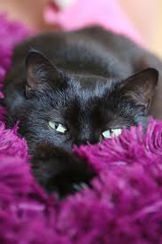 Beautiful Black Cat With Purple Eyes Black And Purple Is A Good Combination Cats Pretty Cats