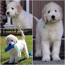 F1b English Goldendoodle English Goldendoodle