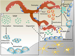 Image result for Angiogenesis