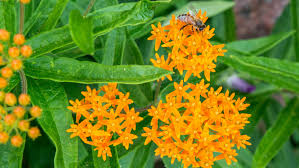 We did not find results for: Butterfly Weed Plant Care Growing Guide