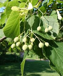 Tilia is a genus of about 30 species of trees or bushes, native throughout most of the temperate northern hemisphere. Ufei Selectree A Tree Selection Guide