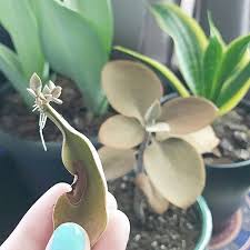 On My Copper Spoons Kalanchoe I Pulled Off This Damaged Leaf A Few Months Back I Have Tried To Propagate Propagating Plants Succulents Propagating Succulents