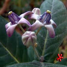 Image result for Calotropis gigantea