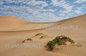 Image result for Arthraerua leubnitziae