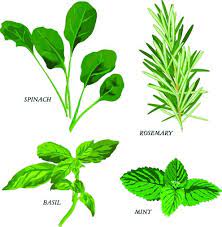 Herbal Leaves 03 Vector Vector Misc Free Vector For Free Download Tumbuhan Obat Herbal