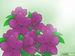 Frequently water the plants you cut back to encourage a flush of suckers from the stumps. How To Prune Azaleas 8 Steps With Pictures Wikihow