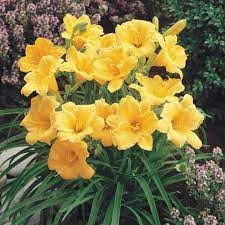 We did not find results for: Spring Hill Nurseries Stella De Oro Daylily Hemerocallis Yellow Flowering Perennial Live Bareroot Plant 1 Pack 80363 The Home Depot