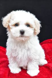 Havanese Breeders