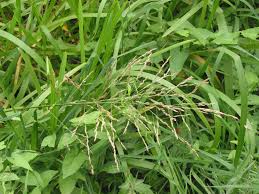 Image result for Glyceria