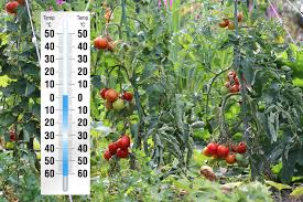 Ende april/anfang mai wird es immer wärmer und vorgezogene tomaten können langsam ins freiland umziehen. Tomaten Rausstellen Ab Wann Wie Kann Man Tomatenpflanzen Abharten Tomaten De