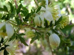 Image result for Clematis brachiata