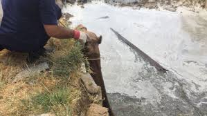 The campaign captured national interest and turned it into big cigarette sales, basically inventing modern advertising in the. Not So Happy Hump Day Camel Falls Into Sewage Pit In Ibri Times Of Oman Photo 4