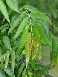 Ashoka Tree, Pendula Ashok Plant, Polyalthia longifolia, अशोक का पौधा - krisikart