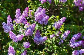 Purple flowers that smell good. Top Plants For Creating A Year Round Fragrant Garden Here By Design