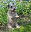 Glen Of Imaal Terrier Puppies For Sale - AKC PuppyFinder