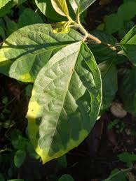 Image result for Ehretia cymosa