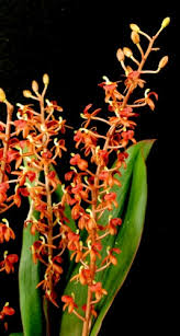 Image result for Liparis harketii