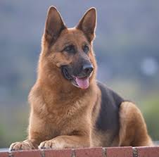Please note, emails/applications etc are responded to as soon as possible, but this may be up to 4 days. German Shepherd Dog Breeds A To Z The Kennel Club