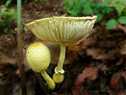Agaricaceae Leucocoprinus Flavescens Side View Stuffed Mushrooms Fungi Views