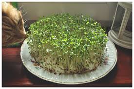 Image result for S.A.Ostroumov