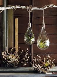 Just hang up your air plants with some jute or wire and they. 50 Creative Ideas To Display Your Air Plants In A Most Spectacular Way