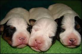 I want cookies.and chocolate and uh!!!! Why Do Puppies Twitch In Their Sleep Pethelpful