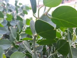 Image result for Capparis cartilaginea