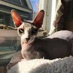 Sphynx Kittens, Hairless Cat Adoption, Odd Eyed Sphynx ...
