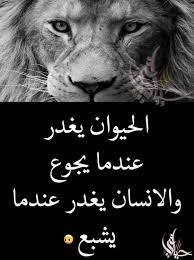 pin by diouane khadija on روائع الحكم wonder quotes wisdom quotes life funny arabic quotes