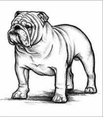 Akc English Bulldog Standards Bulldog Drawing English Bulldog Art Bulldog Art