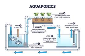 1 161 Aquaponics Stock Photos Pictures Royalty Free Images Istock