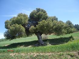 شجرة صنوبر معمرة Plants Tree