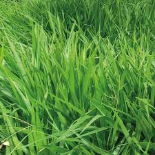 Image result for Urochloa brizantha