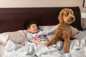 Description of goldendoodle colors in detail, including red, golden, cream, black, chocolate, and multi colors. Welcome Terry Mini Goldendoodle Puppies