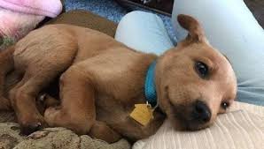 , but the dog was in the background. What Kind Of Dog Is A Scooby Do Great Dane Dog