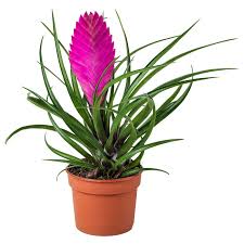 Tillandsia Cyanea Pflanze Tillandsie Ikea Osterreich Tillandsie Pflanzen Grunpflanzen