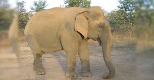 Triplex Celeste ass booked with Valentina and she checks