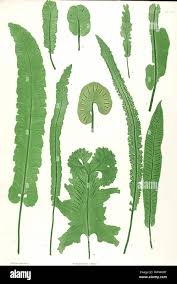 Image result for Asplenium emarginatum