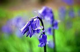 We did not find results for: Choosing Best Perennial Flowers For Zone 6