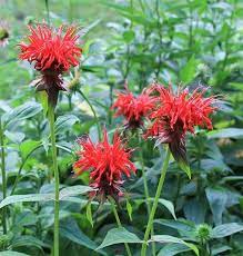 The following list of perennial flowers will help you choose just which permanent plants you want to invite into your garden to stay. Bee Balm Native Plant Gardening Trees To Plant Native Plants