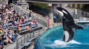 SeaWorld to stop breeding killer whales