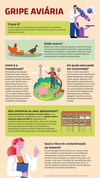 Como a gripe aviária pode afetar seu prato e sua saúde? - IFSC Verifica - Portal do IFSC
