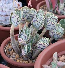 Kalanchoe Marmorata Succulent Gardening Planting Succulents Succulents